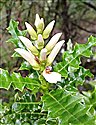 Acanthus ilicifolius