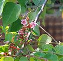 Averrhoa carambola