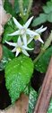 Argostemma solaniflorum