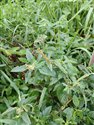 Spiny Amaranth (guest image)