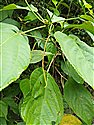Acalypha diversifolia
