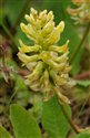 Astragalus glycyphyllos