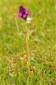 Anacamptis pyramidalis