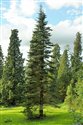 Abies procera