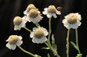 Achillea ptarmica
