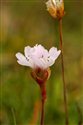 Armeria maritima