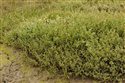 Atriplex portulacoides