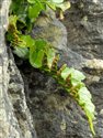 Asplenium marinum