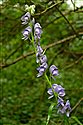Aconitum napellus