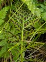 Asplenium adiantum-nigrum
