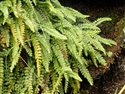Asplenium viride