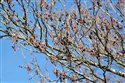 Alnus glutinosa