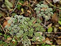 Angelica sylvestris