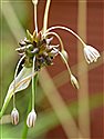Allium oleraceum