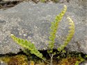 Asplenium ceterach