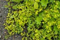 Alchemilla glabra