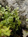 Asplenium ruta-muraria