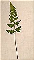 Asplenium adiantum-nigrum