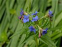 Aegonychon purpureocaeruleum