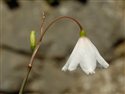 Acis autumnalis