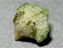 Atriplex glabriuscula