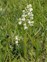 Anacamptis morio