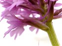Anacamptis pyramidalis