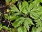 Mature plant, Anemone nemorosa