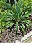 The Asparagus family, Asparagaceae, Agave demeesteriana