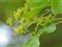 The Pride-of-India family, Sapindaceae, Acer campestre