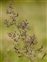 The Grass family, Poaceae, Agrostis capillaris