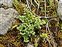 Plant, Asplenium ruta-muraria