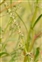 Flower, Atriplex littoralis