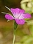 Purple flowers, Agrostemma githago