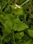 The Cabbage family, Brassicaceae, Alliaria petiolata