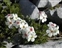 The Primrose family, Primulaceae, Androsace villosa