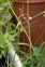 Spathe, Allium oleraceum