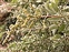 Flower, Atriplex halimus