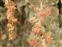 Flower, Atriplex halimus