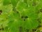 Leaf, Aquilegia vulgaris