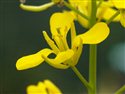 Brassica juncea
