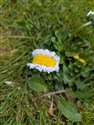 Bellis perennis