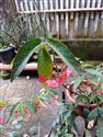 Polka Dot Begonia (guest image)