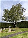 Silver Birch