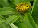 Bidens cernua