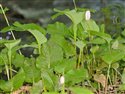 Bistorta officinalis