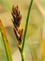 Blysmus compressus