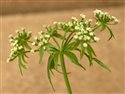Berula erecta