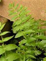 Berula erecta