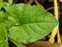 Leaf, Blitum bonus-henricus